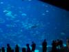 GA Aquarium