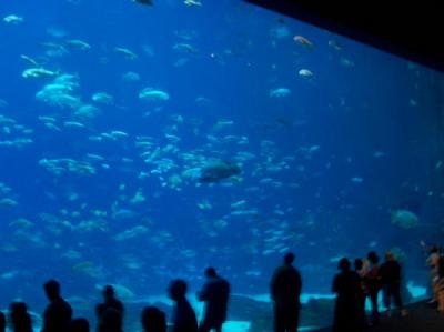 GA Aquarium